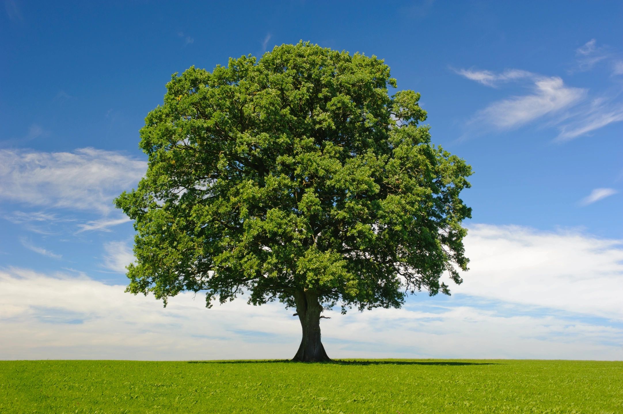 tree pruning