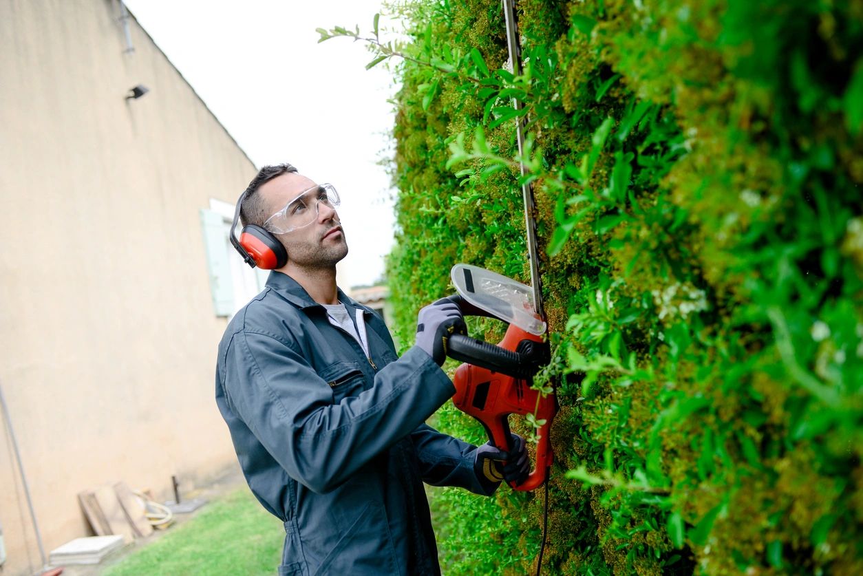 cedar pruning